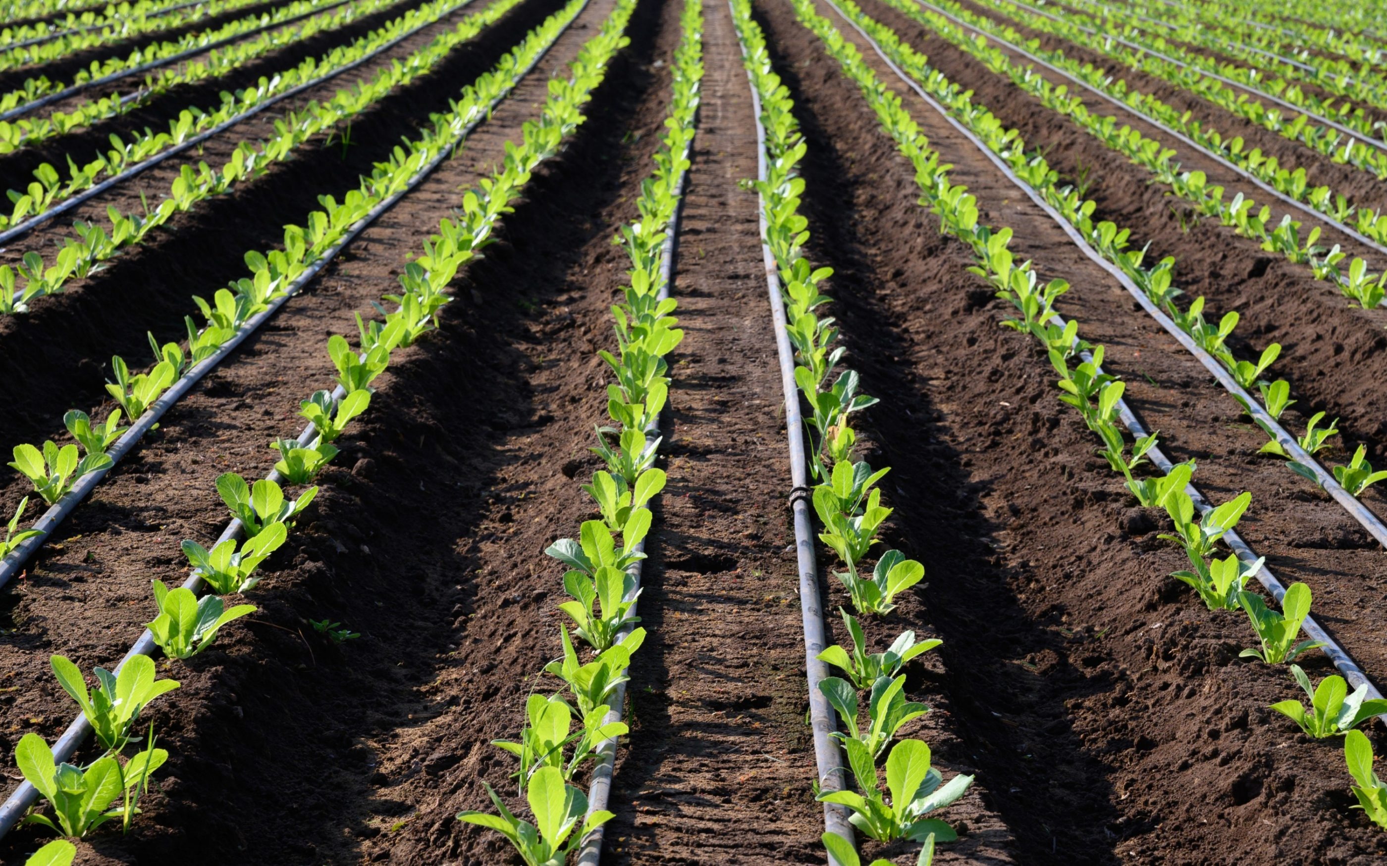 Drip irrigation in crop rows